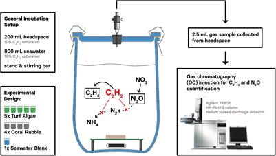 Simultaneous Measurements of Dinitrogen Fixation and Denitrification Associated With Coral Reef Substrates: Advantages and Limitations of a Combined Acetylene Assay